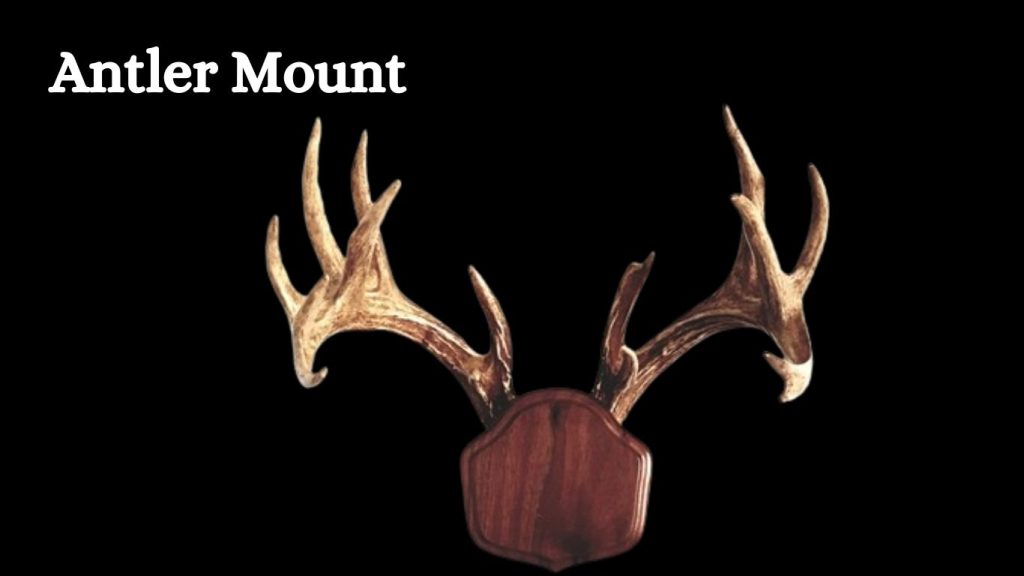 Types Of Deer Mounts