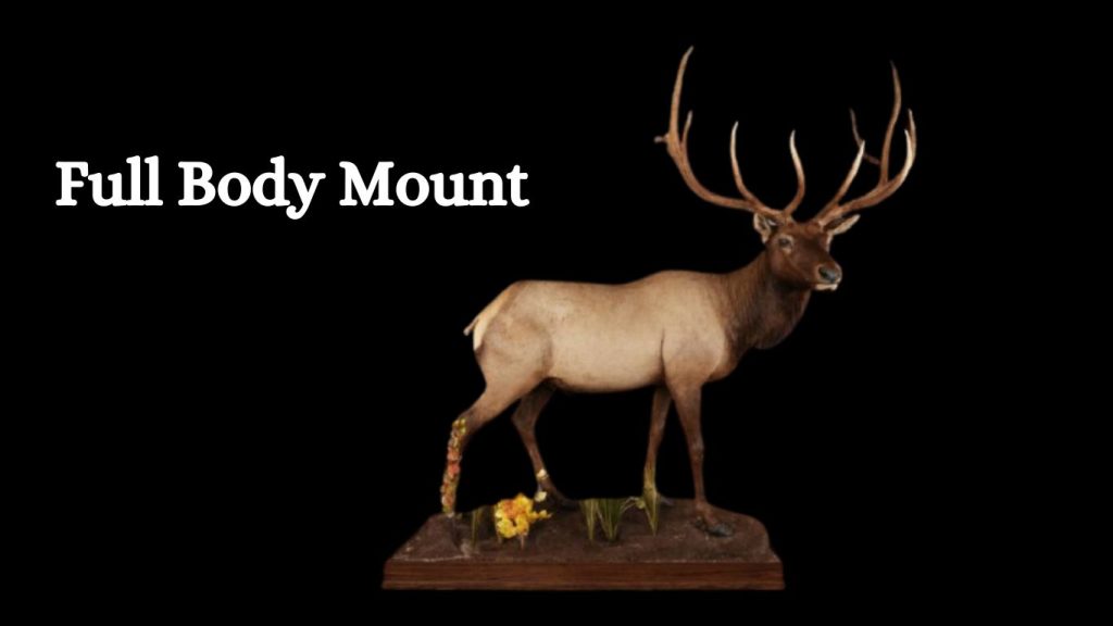 Types Of Deer Mounts