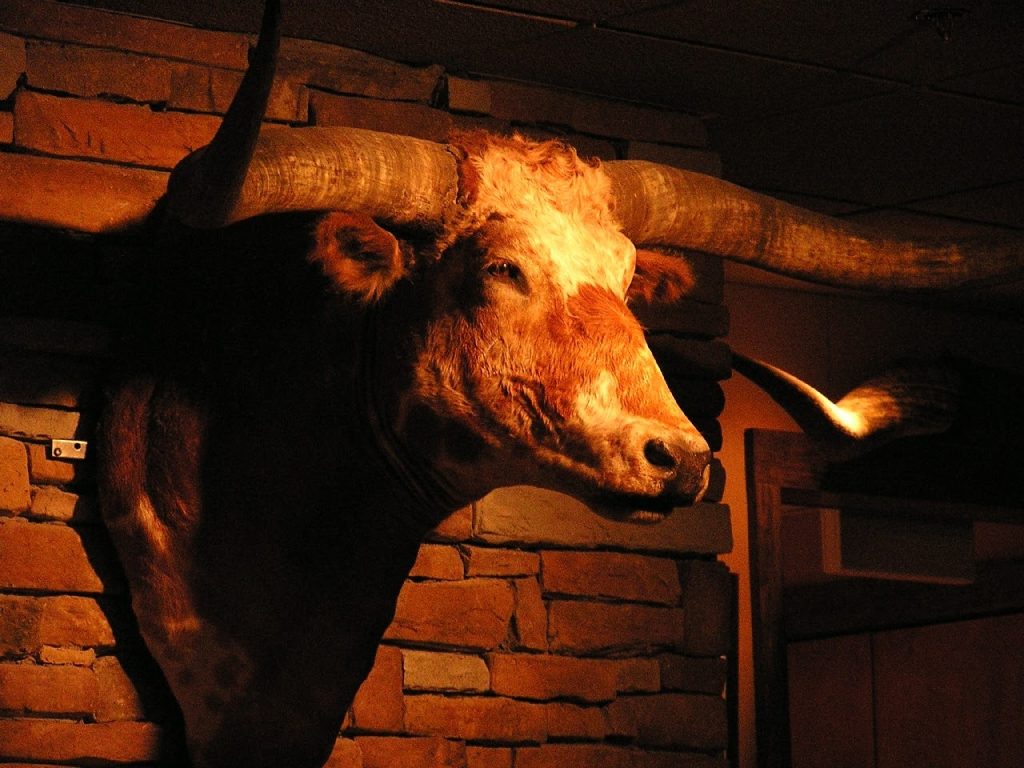 A Brief History of Taxidermy