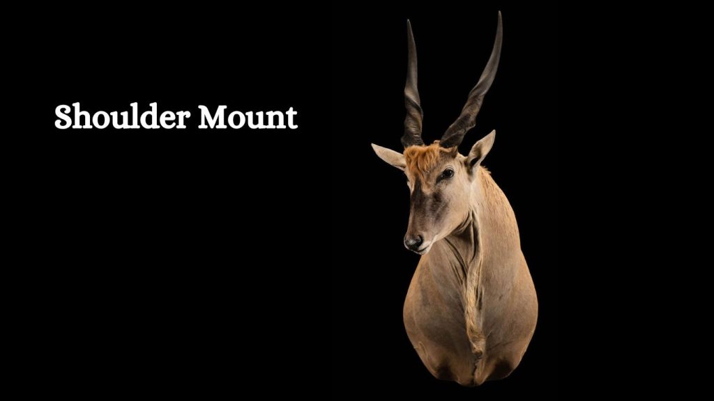 Types Of Deer Mounts