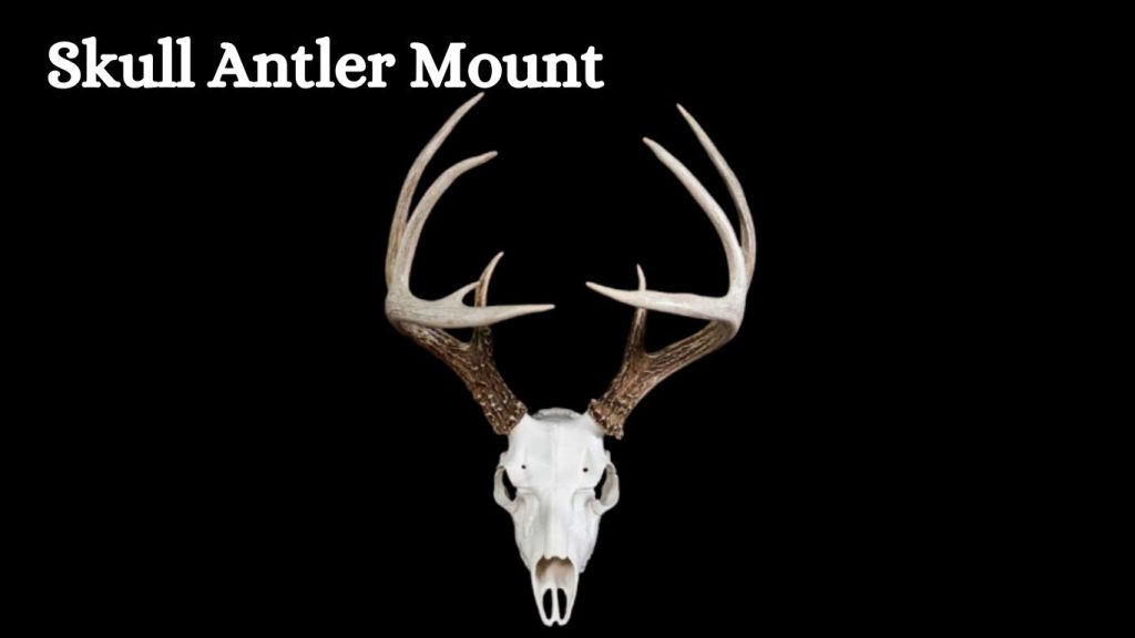 Types Of Deer Mounts