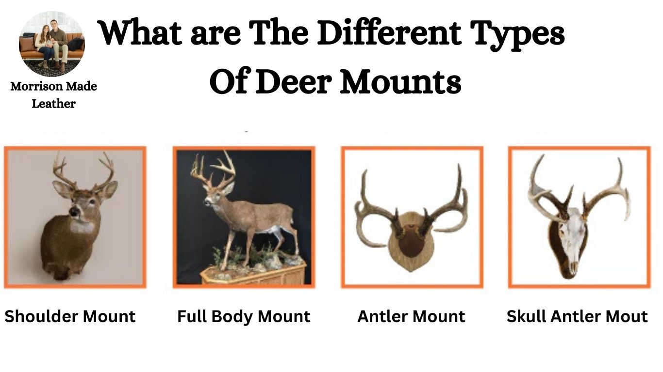 What are The Different Types Of Deer Mounts? A Complete Guide To Deer Taxidermy