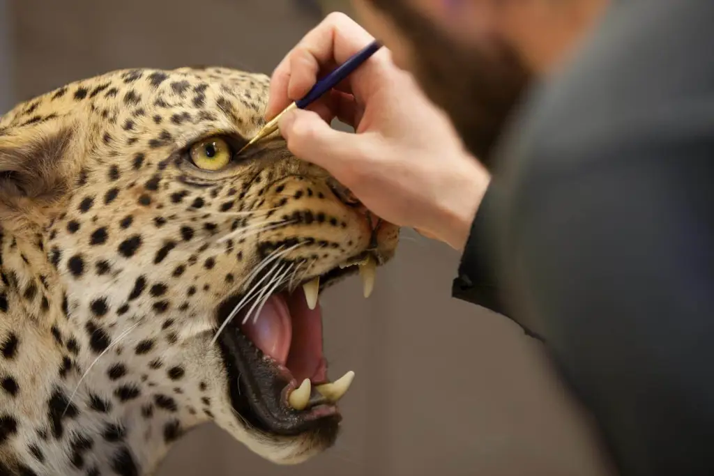 Techniques of Taxidermy